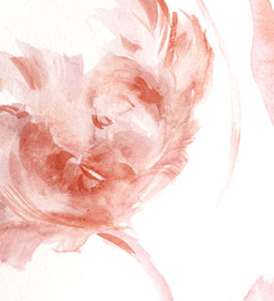Closeup - Watercolor of 3 orange parrot tulips on white ground