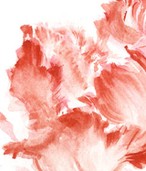Closeup - Watercolor of 3 orange parrot tulips on white ground